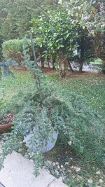IMG20250619174723.jpg