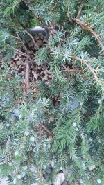 IMG20250619182451.jpg