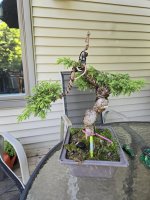shimpaku update 6-22-25.jpg