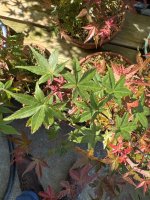 IMG_6045.jpeg