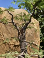 thumbnail_IMG_3716 bald cypress 2.jpg