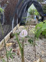 thumbnail_IMG_3708 aroids 5.jpg