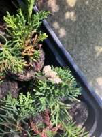 IMG_9018.jpeg