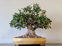 PXL_20250624_230646979-EDIT.jpg PXL_20250624_230646979-EDIT.jpg