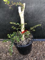 IMG_0675.jpeg