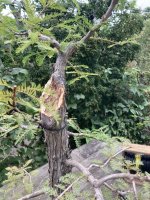 thumbnail_IMG_3733 bald cypress 9.jpg