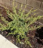 IMG_2078.jpeg