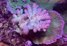 IMG_1697.jpeg