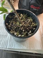 IMG_8209.jpeg