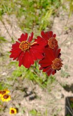 Plains coreopsis+.jpg