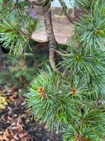 IMG_3629.jpeg