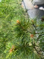 IMG_3626.jpeg