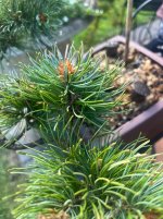 IMG_3625.jpeg