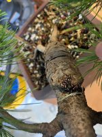 IMG_3633.jpeg
