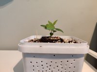 IMG_20241025_151807.jpg IMG_20241025_151807.jpg