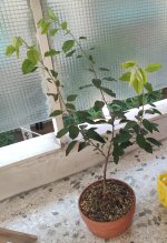 IMG_20250612_164139.jpg IMG_20250612_164139.jpg