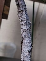 20250306_185025.jpg