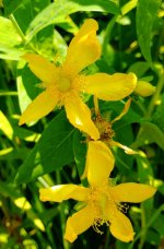 Great St John's wort.jpg