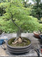thumbnail_IMG_3780 carved maple 4.jpg