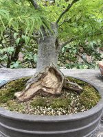 carved maple 5.jpg