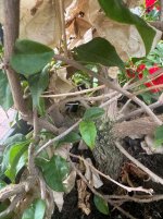IMG_6635.jpeg