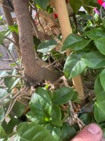 IMG_6634.jpeg