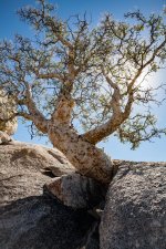 bursera-micophylla-habitat_1200x1200.jpg