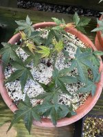 IMG_6292.jpeg
