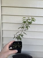 IMG_6298.jpeg