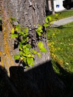 IMG_0525.jpg