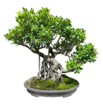Ficus #1020.png Ficus #1020.png