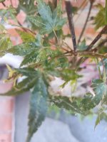 IMG_20250714_133640624.jpg