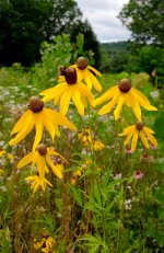 Pinnate prairie coneflower .jpg