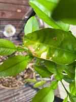 IMG_3243.jpeg IMG_3243.jpeg