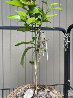 IMG_3246.jpeg IMG_3246.jpeg