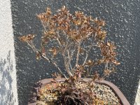 IMG_4434.jpeg