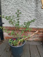 IMG_20250714_090928.jpg