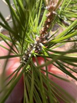 STONE PINE JULY 2025 2.jpg