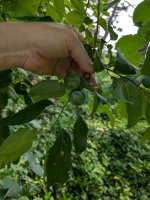 am-persimmon.jpg