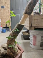 Bursera fagaroides_Air-Layer_01.jpg