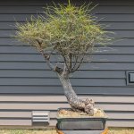 Brachychiton rupestris_Before.jpg