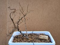 Seiju potted.jpg Seiju potted.jpg