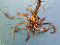 Seiju pruned roots.jpg Seiju pruned roots.jpg