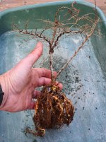 Seiju roots unpruned.jpg Seiju roots unpruned.jpg