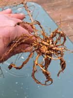 Seiju underside pruned roots.jpg Seiju underside pruned roots.jpg