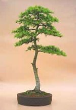 bonsai_cedar_lit.jpg