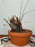 IMG_3940.jpeg