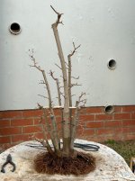 IMG_3989.jpeg