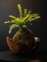 P8110653.jpg P8110653.jpg