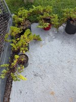 IMG_6124.jpeg IMG_6124.jpeg